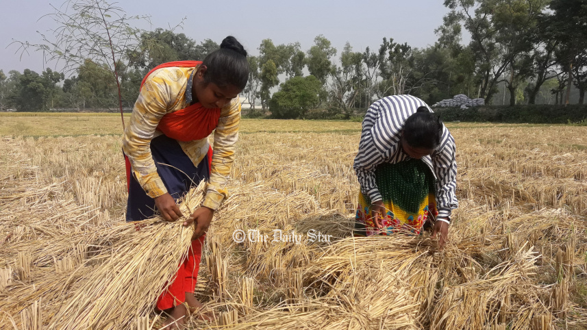 আমনের দাম বৃদ্ধি : খুশি ঠাকুরগাঁও-পঞ্চগড়ের চাষি