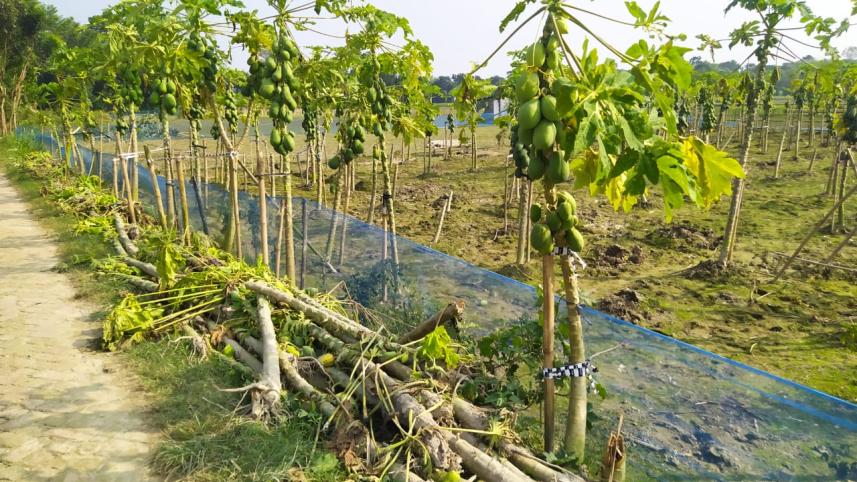 ৭ টাকার পেঁপে যেভাবে ২৫ টাকা হয়