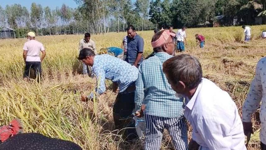 জেলে থাকা কর্মীর খেতের পাকা ধান কেটে দেন বিএনপি নেতা-কর্মীরা.jpg