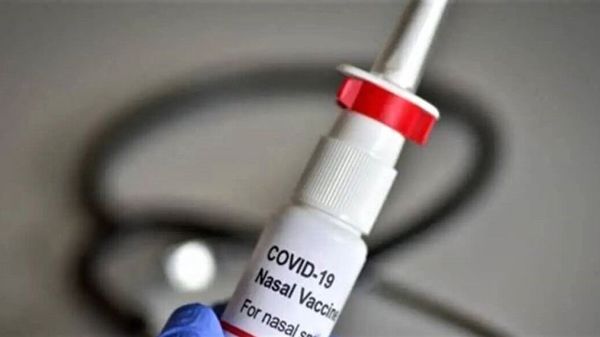intra-nasal_covid_vaccine.jpg