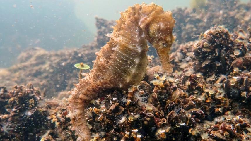 সি-হর্স রক্ষায় কাজ করছে পর্তুগাল.jpg