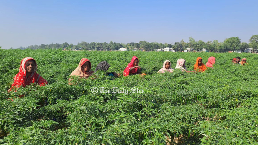 মরিচের দাম কম