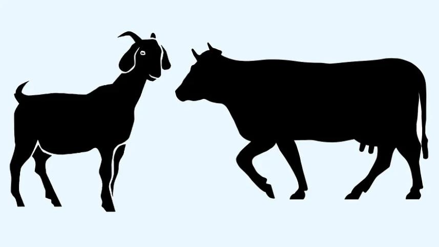 গরু-ছাগল.jpg