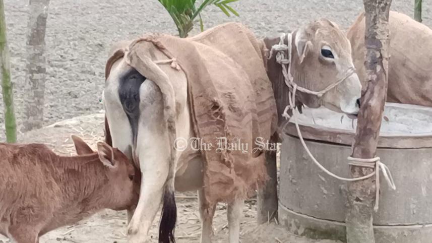 গবাদি পশু