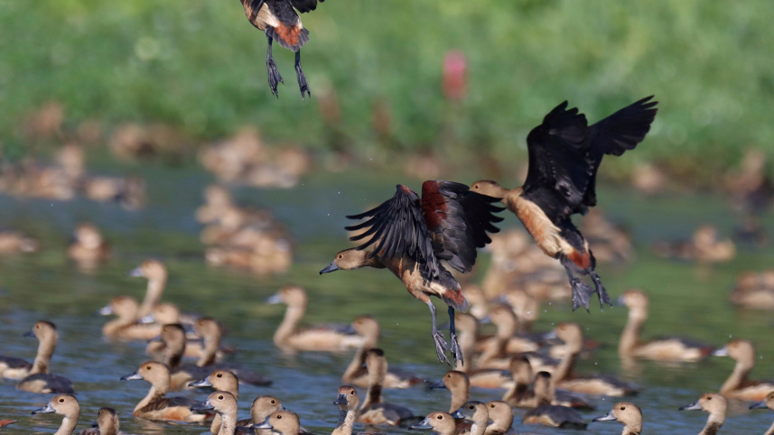 জাহাঙ্গীরনগর বিশ্ববিদ্যালয়ে পাখি মেলা