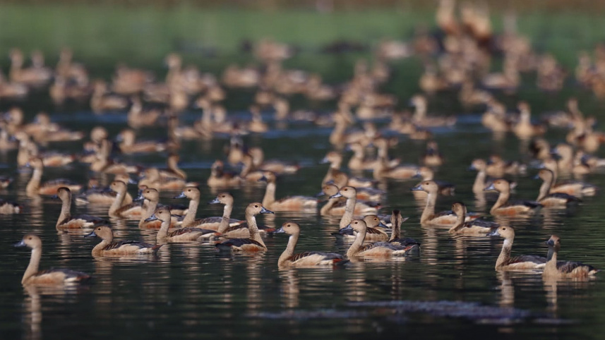 জাহাঙ্গীরনগর বিশ্ববিদ্যালয়ে পাখি মেলা