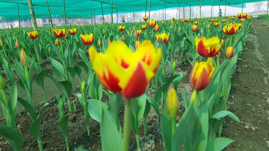 thakurgaon_pic-tulip-06.jpg
