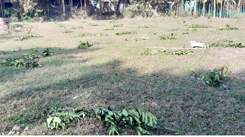 নরসিংদীতে ৩ শতাধিক মাল্টার গাছ কেটে ফেলার অভিযোগ 