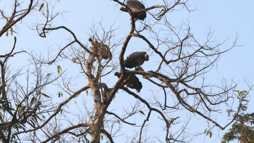 pabna_vulture_photo-4.jpg