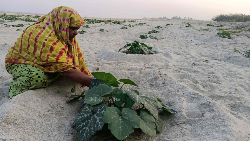 রংপুর অঞ্চলে কুমড়া চাষ