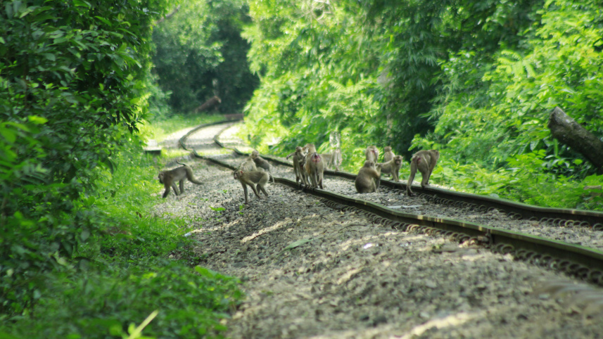 moulvibazar_wildlife_killing_in_lawachara_rail_track_pic_1.jpg