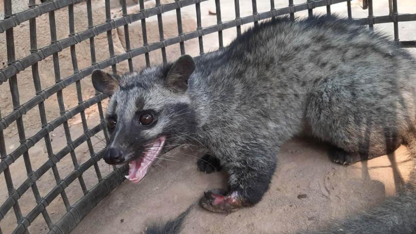 Civet