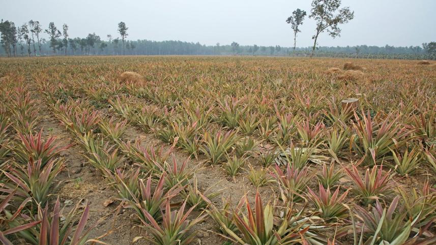 3._pineapple_orchards_established_before_planting_social_forestry_trees._photo._philip_gain_.jpg
