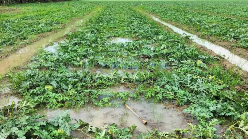 বরগুনা, আমতলী, তরমুজ,