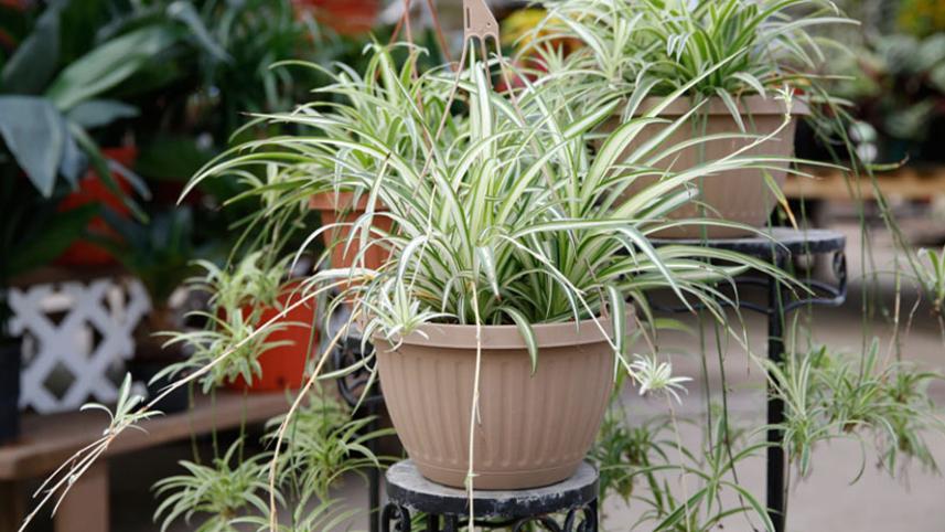 spider_plant_0.jpg