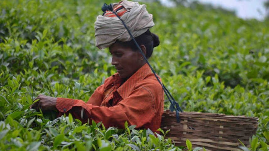 চা বাগানের অস্থায়ী শ্রমিকরা মজুরি বৈষম্যের শিকার