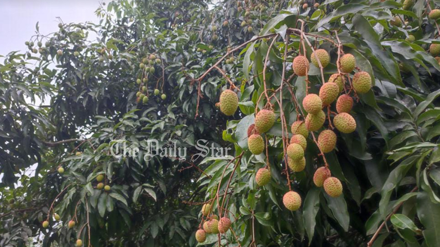 পাবনা, আম, লিচু, মৌসুমি ফল, ঝড়, শিলাবৃষ্টি,