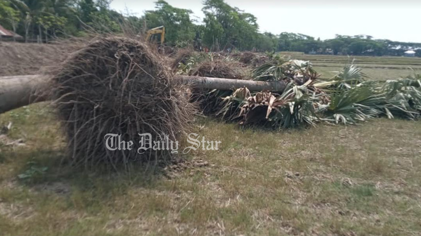 সড়ক সংস্কারের নামে কাটা হলো ৩০টি তাল গাছ
