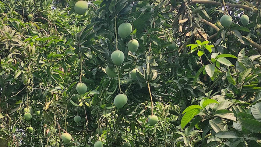 সাতক্ষীরা, আম, গোপালভোগ, গোবিন্দভোগ, আম্রপালি,