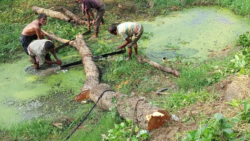 গাছ কাটা