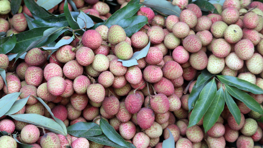 প্রথমবারের মতো ফ্রান্সে যাচ্ছে দিনাজপুরের লিচু