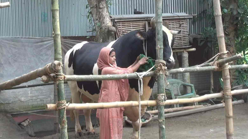 টাঙ্গাইলের গরু মানিক.jpg