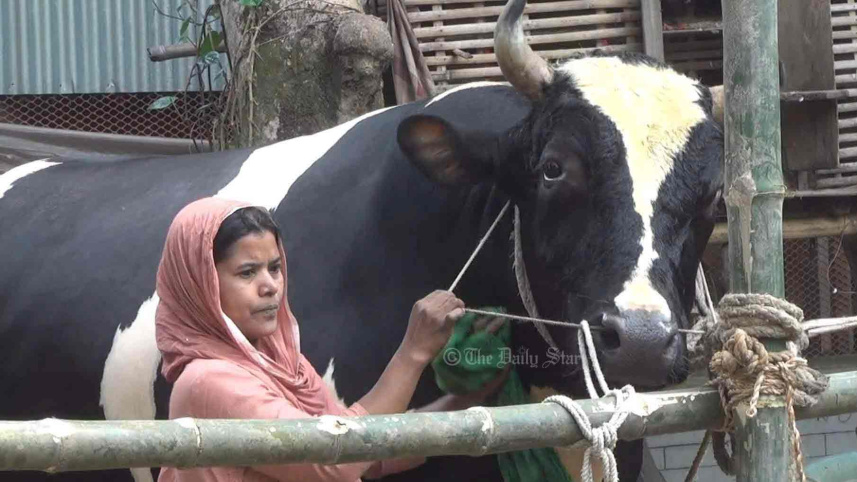 টাঙ্গাইলের গরু মানিক.jpg