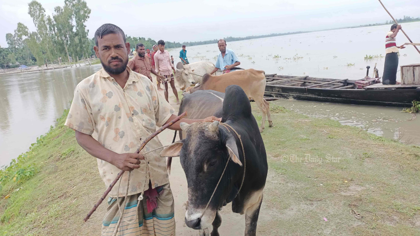 গরুর বাজার