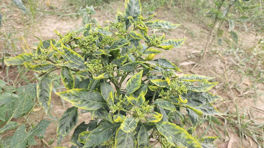 কাঁচা মরিচ.jpg