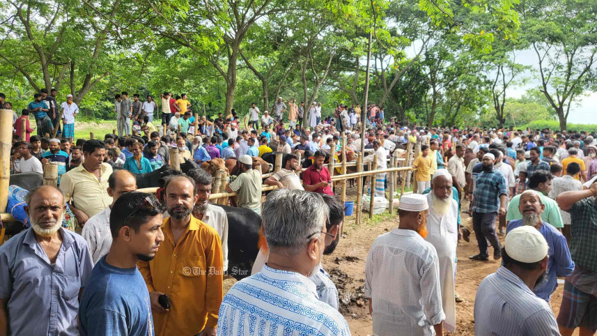 গরুর বাজার.jpg