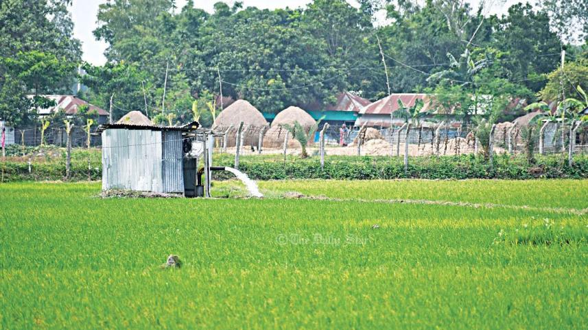 আমনের খেতে সেচ.jpg