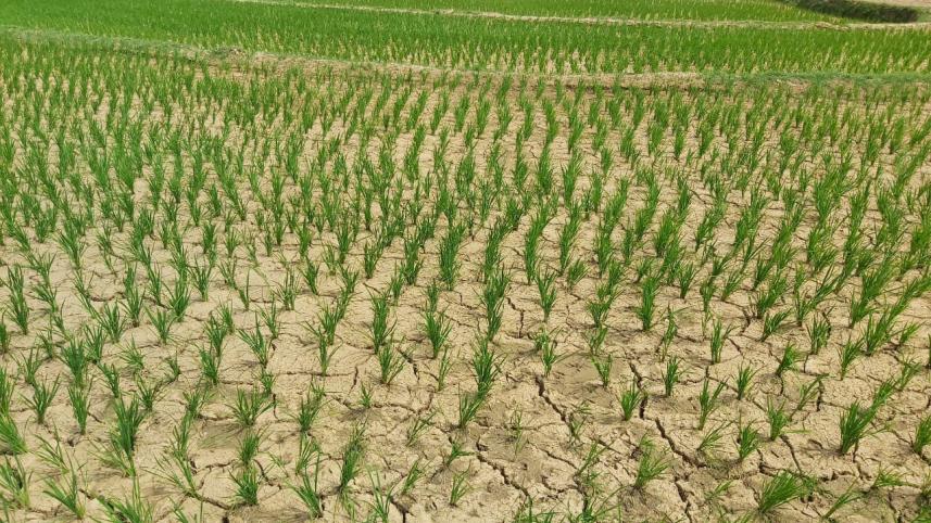 আমনের খেত.jpg