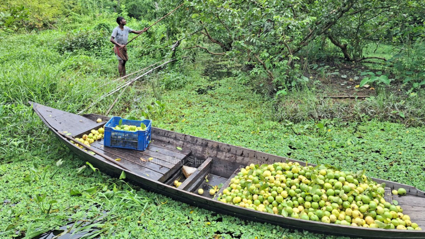 বরিশালের পেয়ারা.jpg