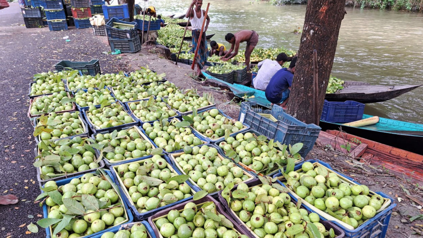 বরিশালের পেয়ারা.jpg