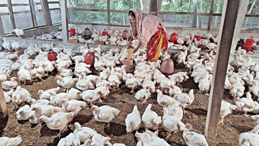 পোল্ট্রি ফিডের দাম