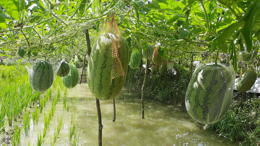 bagerhat_watermelon_4.jpg