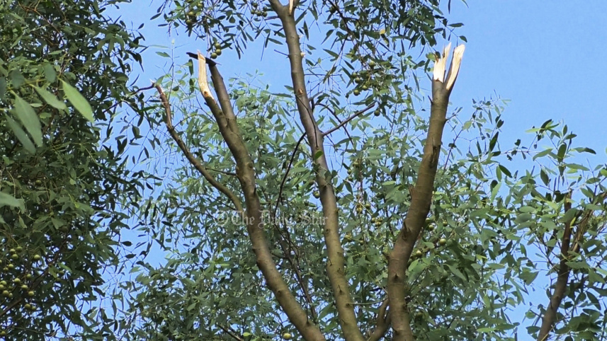 হরিণঘাটা বন