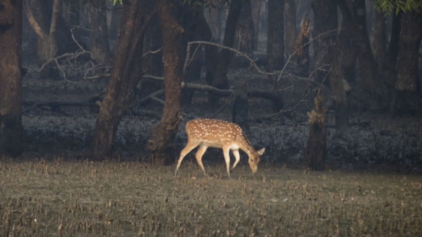 sundarban.jpg