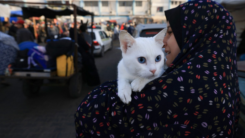যুদ্ধবিরতির পর আশ্রয়কেন্দ্র থেকে নিজ বাড়িতে ফিরে যাচ্ছেন এক ফিলিস্তিনি নারী। সঙ্গে তার পোষা বিড়াল। ছবি: এএফপি