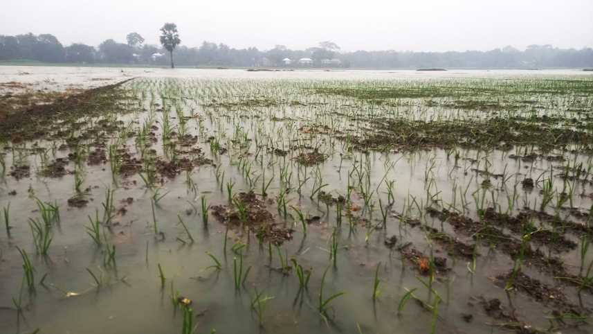 তলিয়ে গেছে পেঁয়াজের খেত