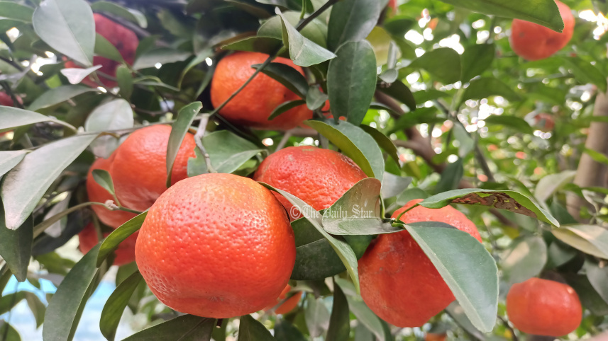 lalmonirhat_orange_cultivation-03.jpg