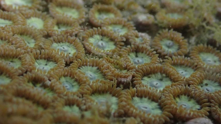 মৃত প্রবাল পলিপ