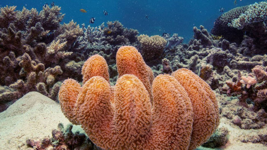 প্রবাল ৩