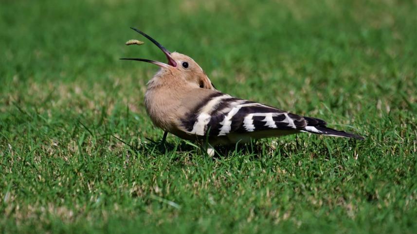 হুদহুদ ২
