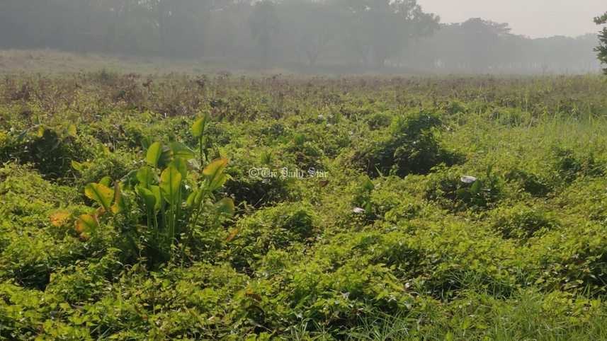 কচুরিপানা