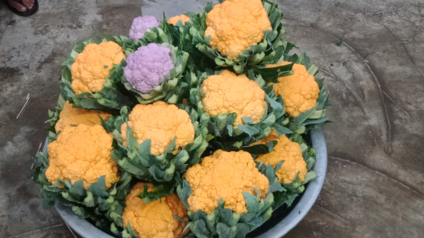 রঙিন ফুলকপি