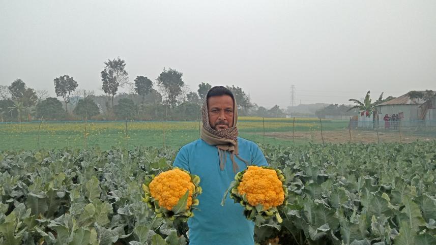 রঙিন ফুলকপি