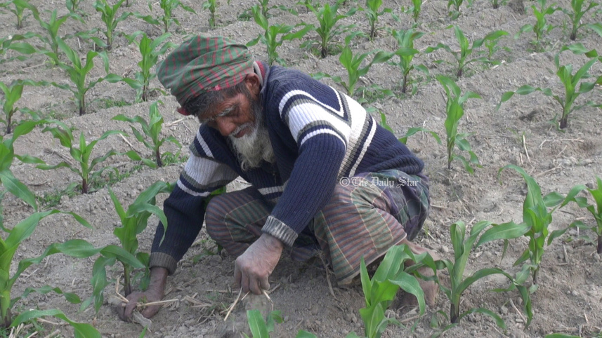 lalmonirhat_cold_farmer-01.jpg