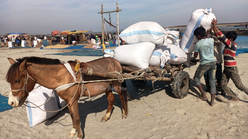 গানজিয়া