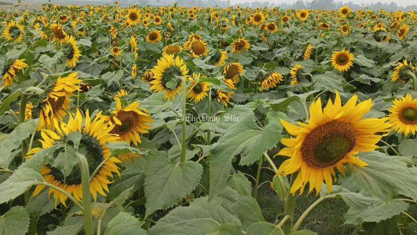 সূর্যমুখী 